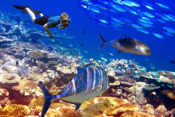 Startpakket Mauritius - Afbeelding 4