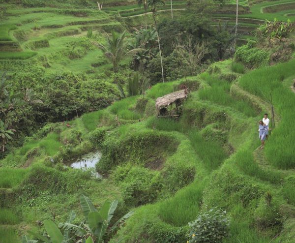 Ubud Village Hotel - Afbeelding 5